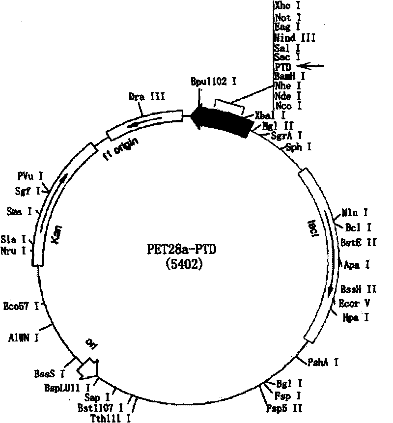 Human Scurfin protein span with membrane penetration sequence, fragment and preparation method