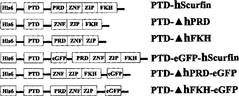 Human Scurfin protein span with membrane penetration sequence, fragment and preparation method