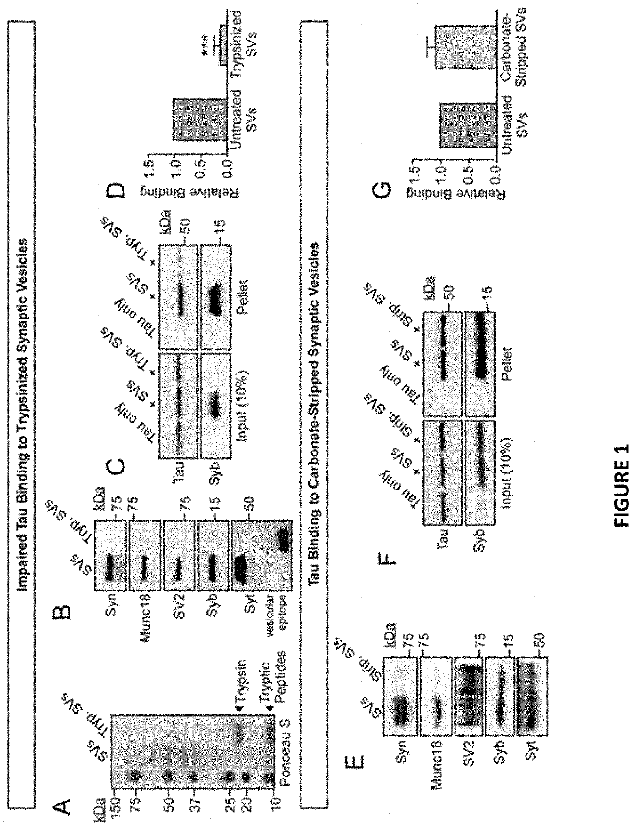 Targeting synaptogyrin-3 in tauopathy treatment