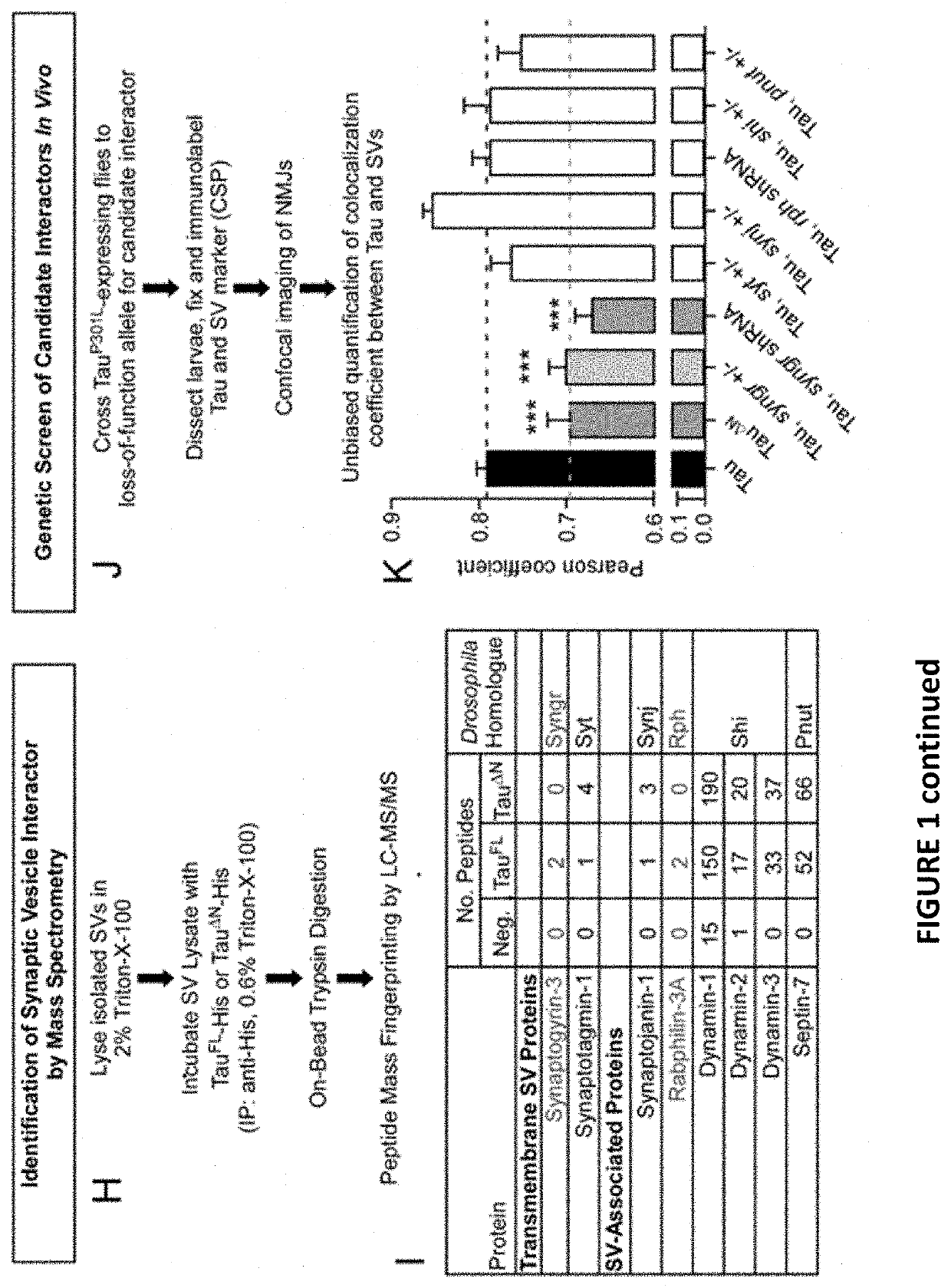 Targeting synaptogyrin-3 in tauopathy treatment