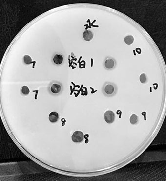 Synergistic stable sodium hyaluronate composite solution composition and preparation thereof