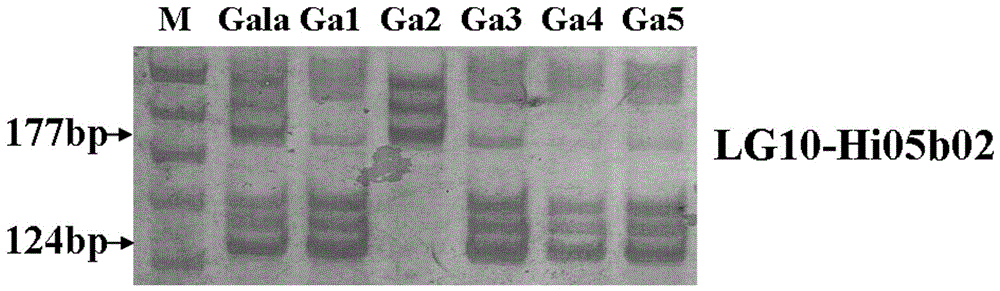 SSR (simple sequence repeat) molecular marker IV for identifying descendant plants of Gala apple and application thereof