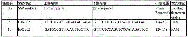 SSR (simple sequence repeat) molecular marker IV for identifying descendant plants of Gala apple and application thereof