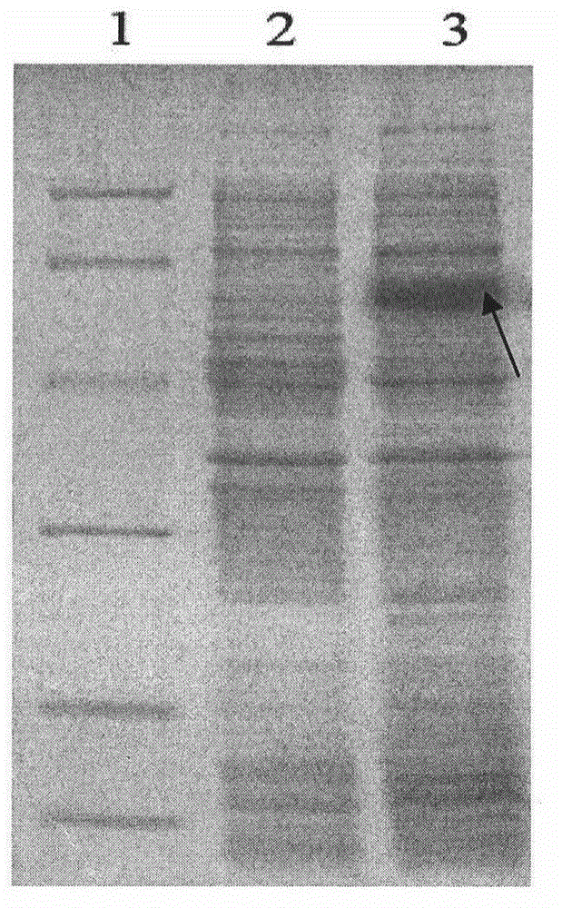 Preparation of infectious bursal disease (IBD) protein engineering vaccine