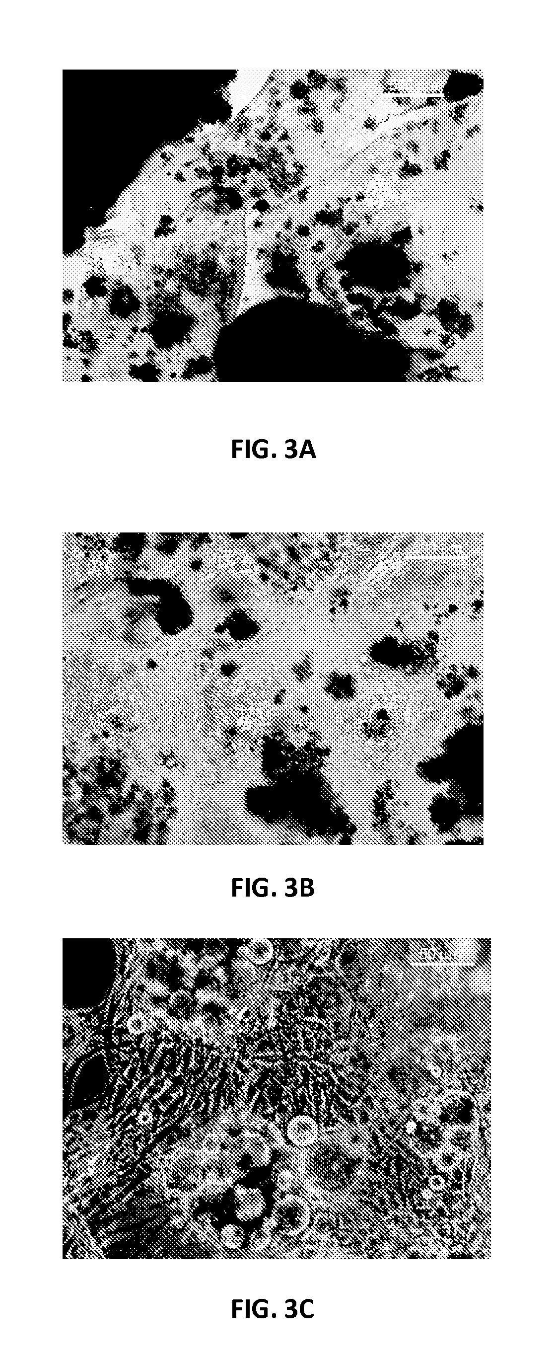 Continuous Flow Bioreactor for Magnetically Stabilized Three-Dimensional Tissue Culture