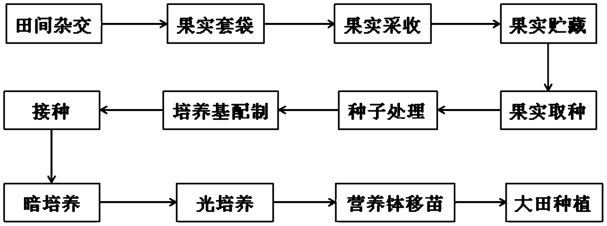 A kind of pear hybrid sowing seedling raising method