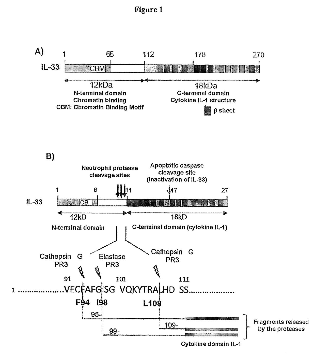 Method for increasing granulocyte number in a patient by administering superactive IL-33 fragments