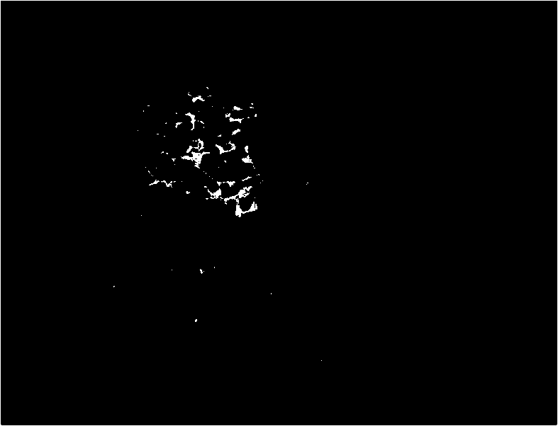 Making method of Camellia magniflora filament chromosome