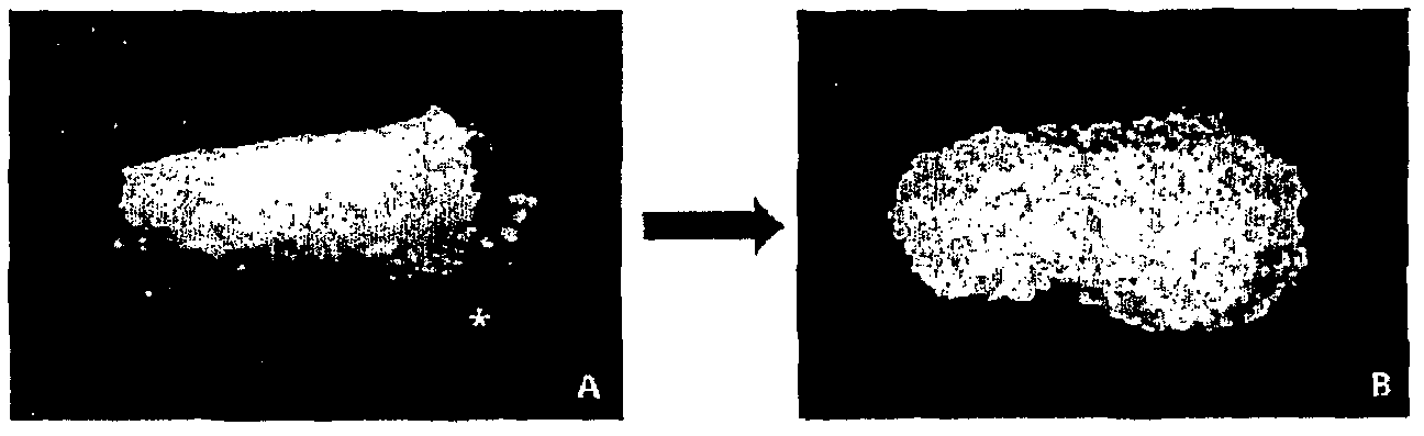 Plant stem cell derived from cambium of family gingkoaceae and method for isolation thereof