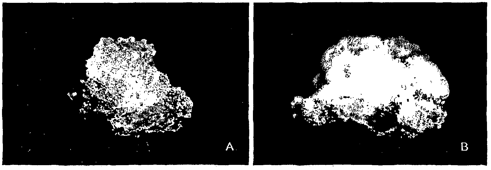 Plant stem cell derived from cambium of family gingkoaceae and method for isolation thereof