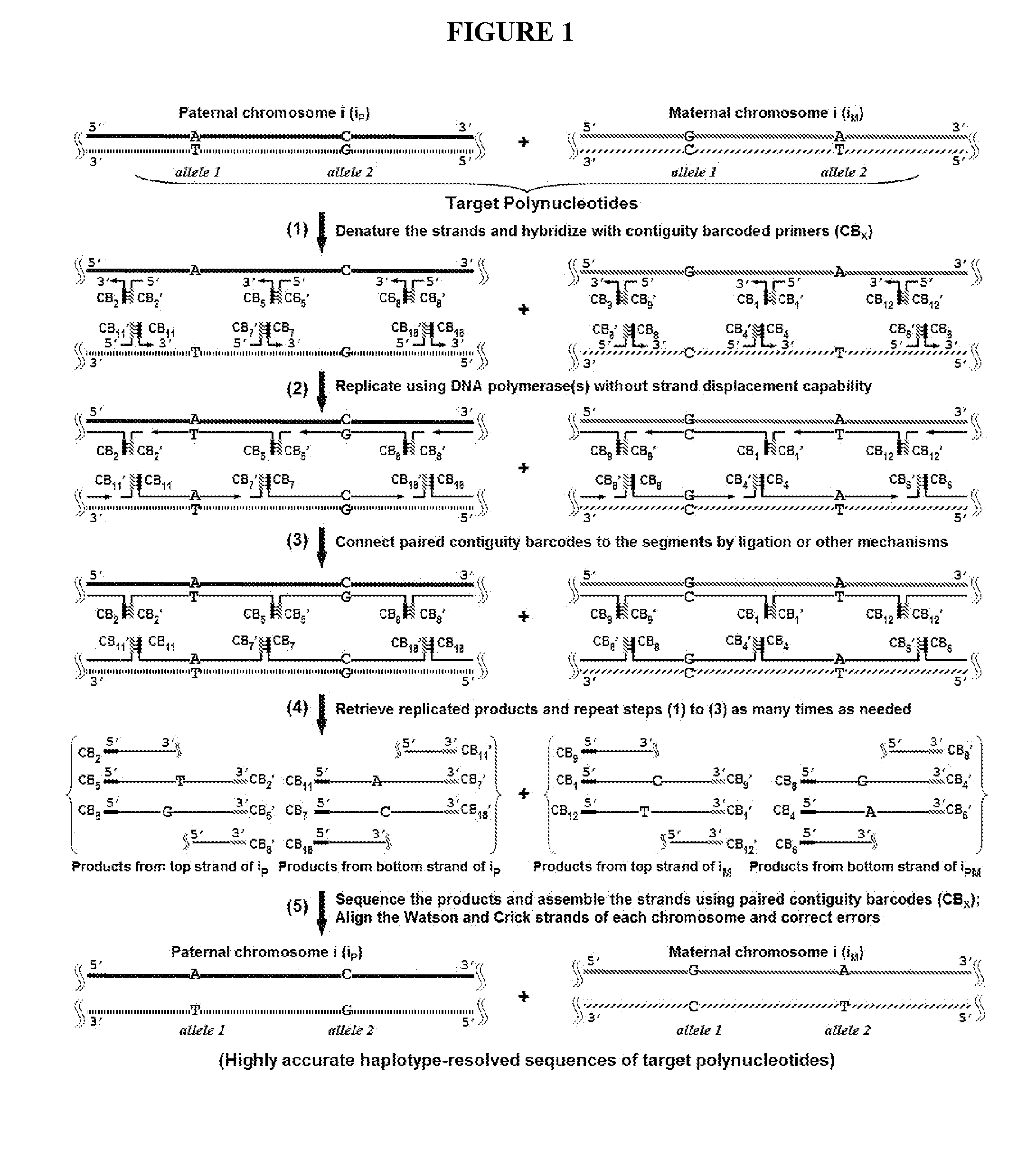 Duplicating DNA with contiguity barcodes for genome and epigenome sequencing