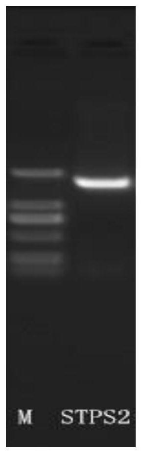 A kind of Phoebe sesquiterpene synthase sgstps2 and its coding gene and application