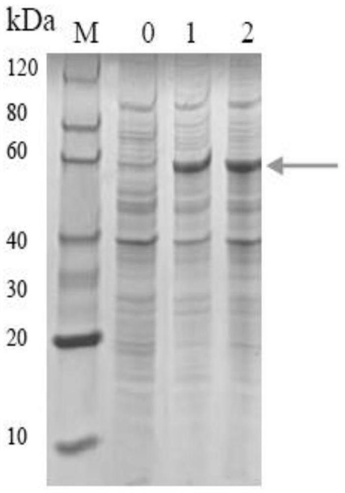 A kind of Phoebe sesquiterpene synthase sgstps2 and its coding gene and application