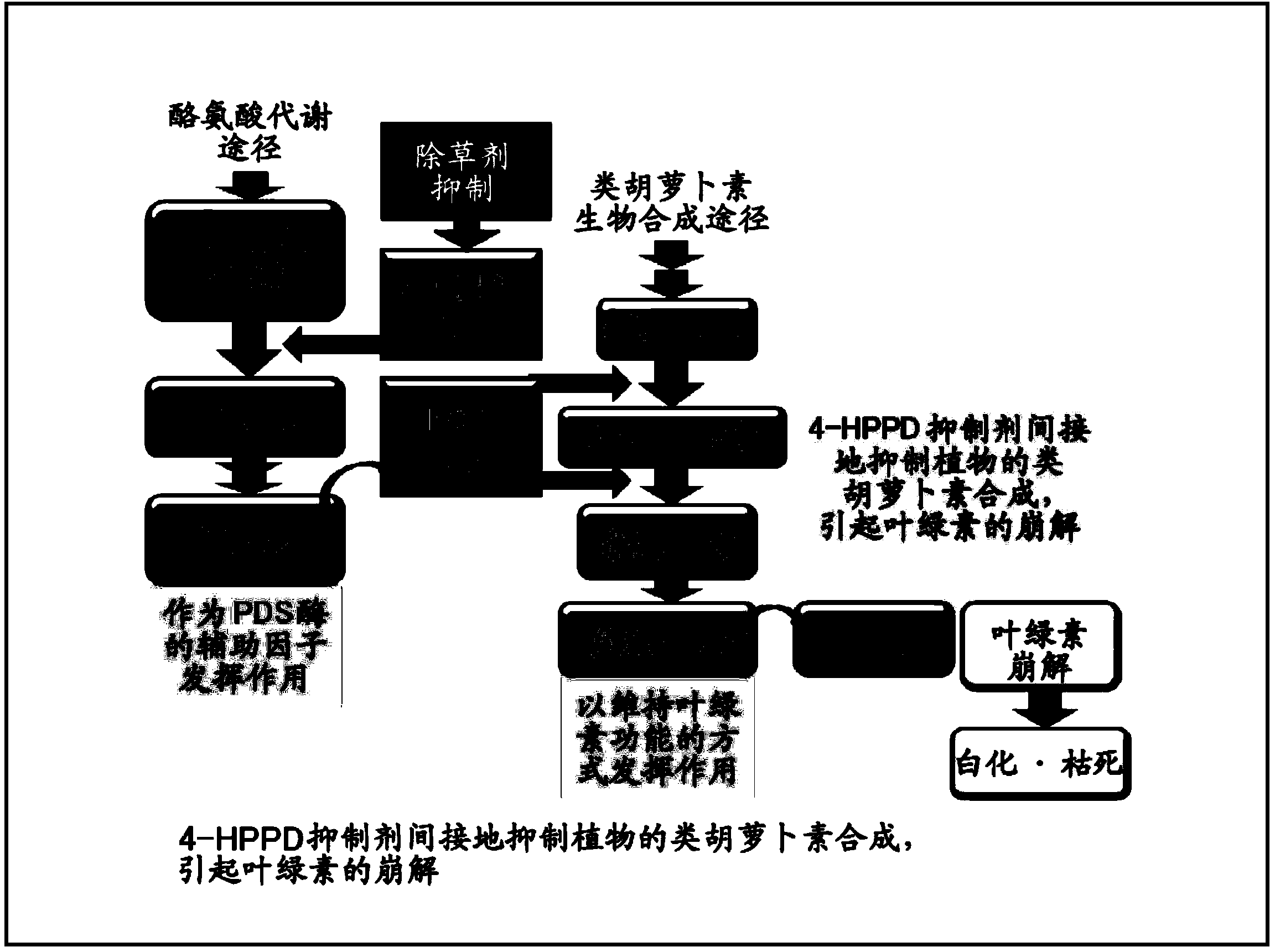 Plant having improved resistivity or sensitivity to 4-hppd inhibitor