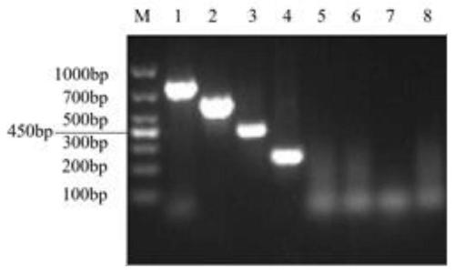 Multi-RT-PCR detection primer set for TGEV, PEDV, SADS-CoV and PDCoV