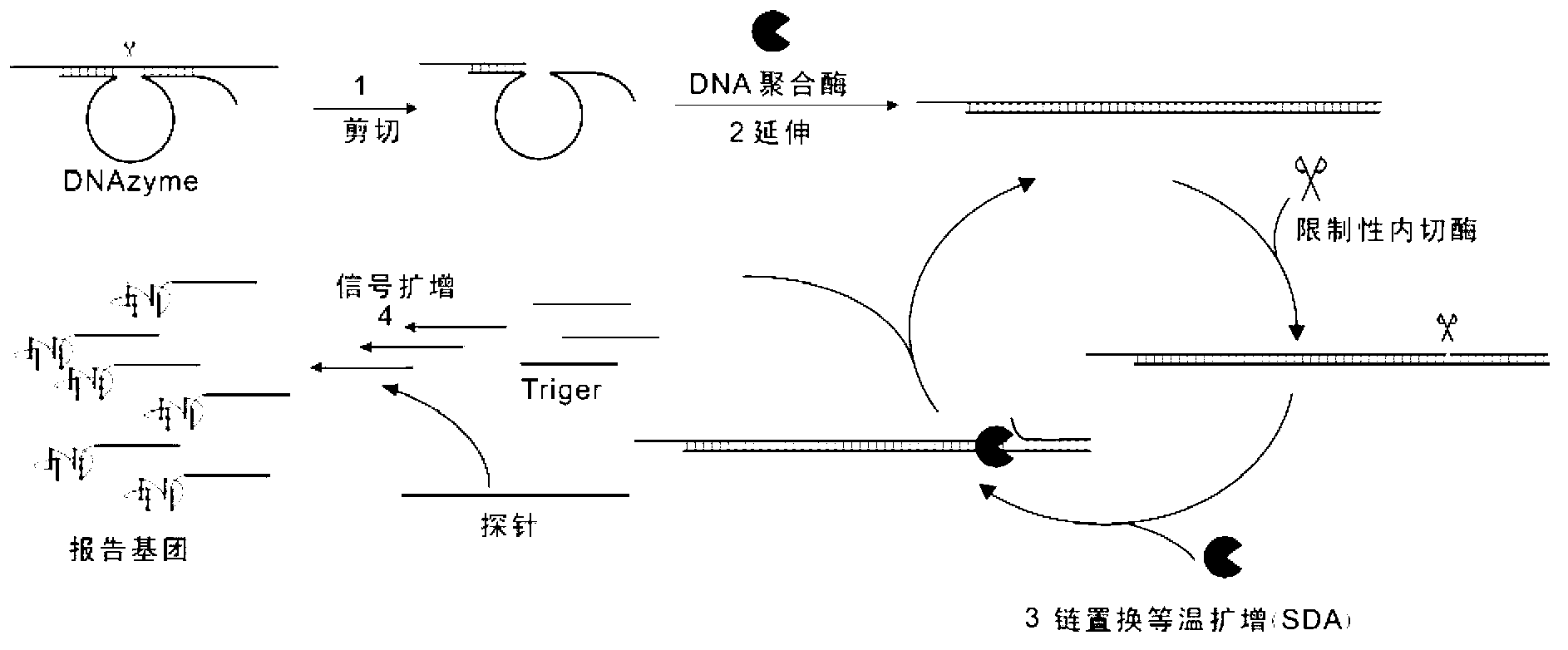 Isothermal detection method of RNA (Ribonucleic Acid)