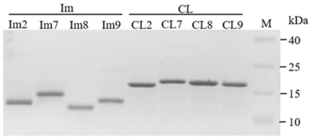 Protein compound based on Escherichia coli E family DNA enzyme and application of protein compound in artificial protein scaffold