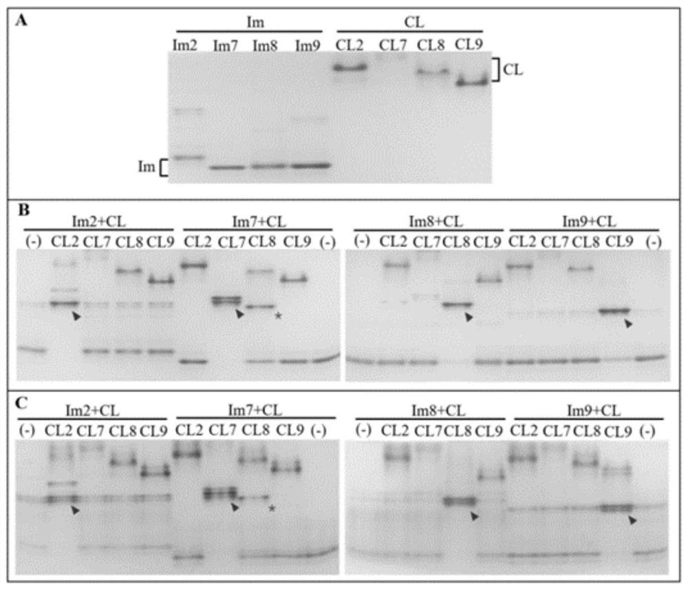 Protein compound based on Escherichia coli E family DNA enzyme and application of protein compound in artificial protein scaffold