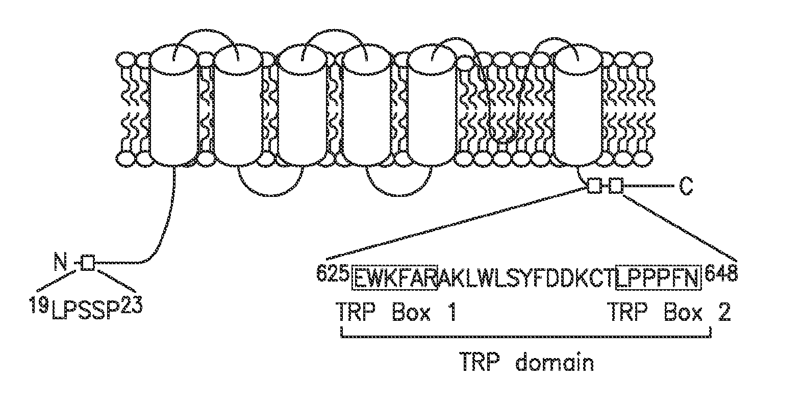 Method of Identifying Agents that Promote Axonal Development