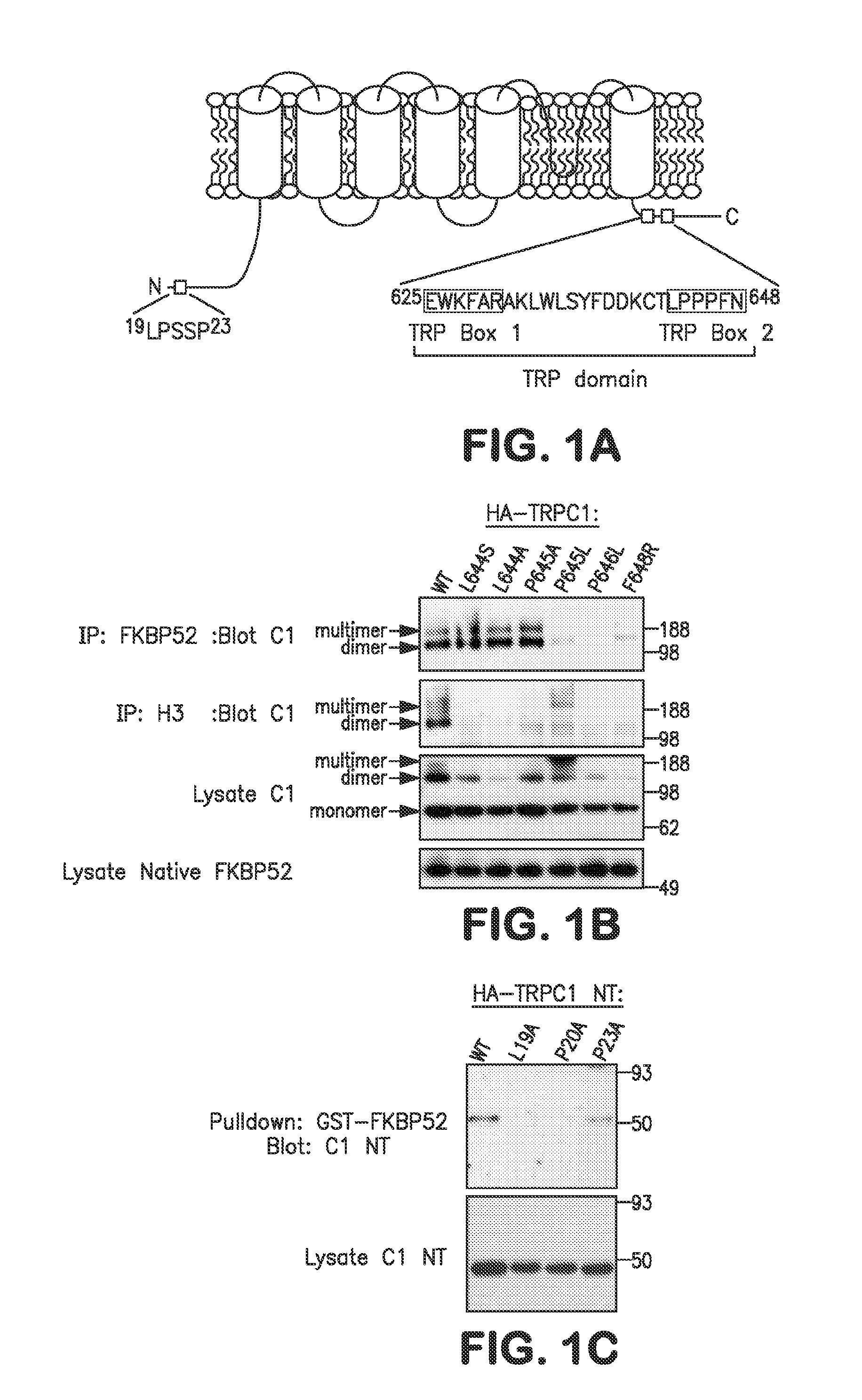 Method of Identifying Agents that Promote Axonal Development