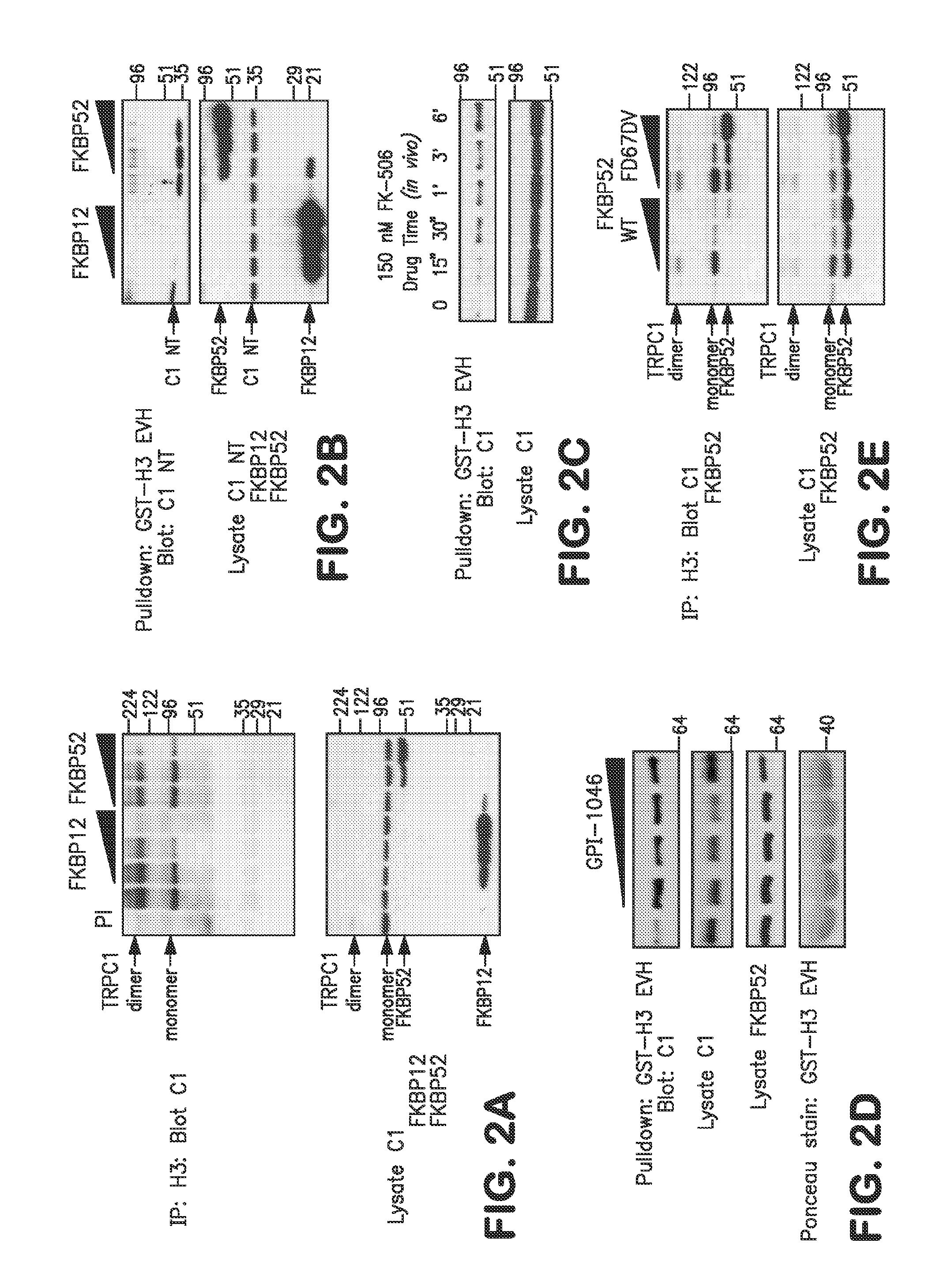 Method of Identifying Agents that Promote Axonal Development