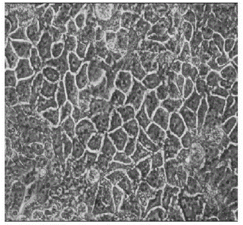 Application of salvianolic acid B in preparing medicine for resisting gastrointestinal tract shield damages