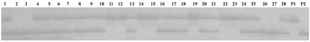 Molecular marker gmssr18-24 closely linked to soybean rust resistance gene and its application