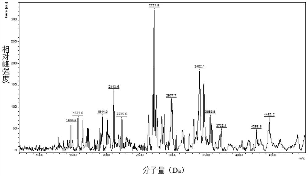 Method for preparing collagen oligopeptide by hydrolyzing animal skin by using bacillus subtilis