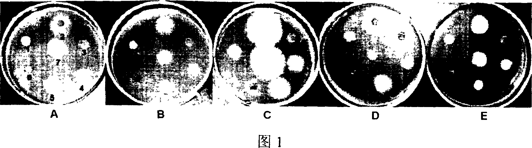 Biocontrol fungus for preventing and controlling plant mycosis and its prepn process