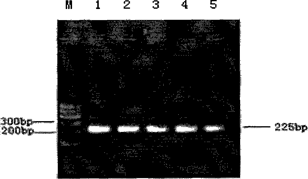 PCR-RFLP detection method for complex vertebral malformation of milk cow and crossbred cattle