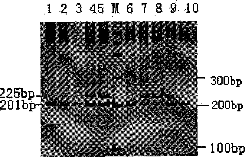 PCR-RFLP detection method for complex vertebral malformation of milk cow and crossbred cattle