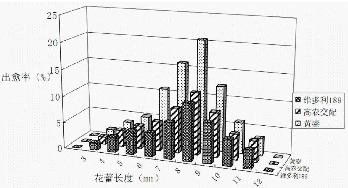 Callus Induction method of anther of small fruit tomatoes