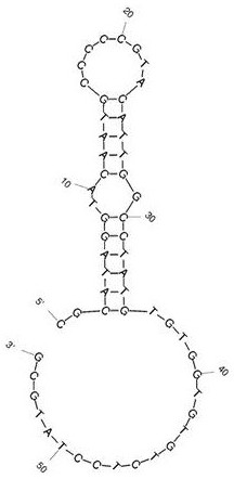 Nucleic acid aptamer capable of being combined with prometryn and application of nucleic acid aptamer