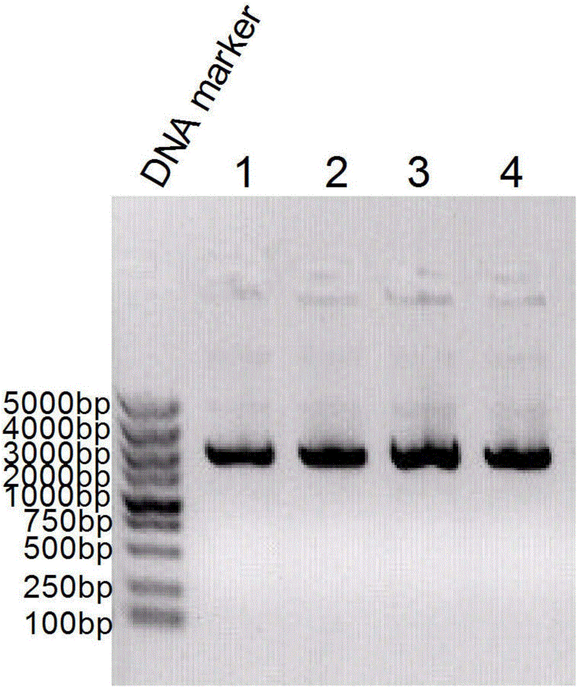 High-density carboxyl modified magnetic microspheres and preparation method thereof