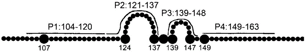 Preparation method and application of completely humanized monoclonal antibody aiming at hepatitis B virus (HBV) surface protein