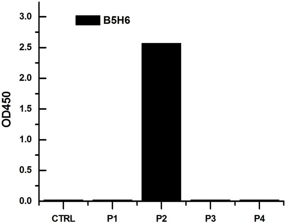 Preparation method and application of completely humanized monoclonal antibody aiming at hepatitis B virus (HBV) surface protein