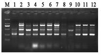 Method for extracting deoxyribonucleic acid (DNA) from mature kenaf laminas