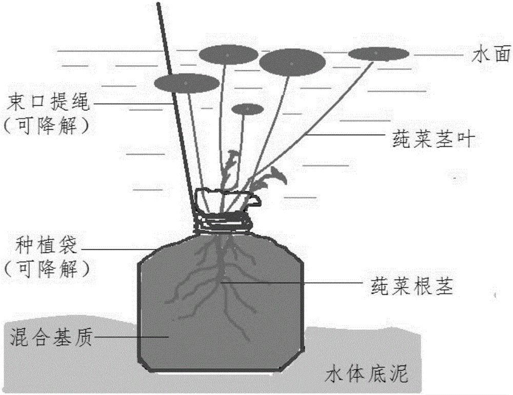 Transplanting method for aquatic vegetable brasenia schreberi