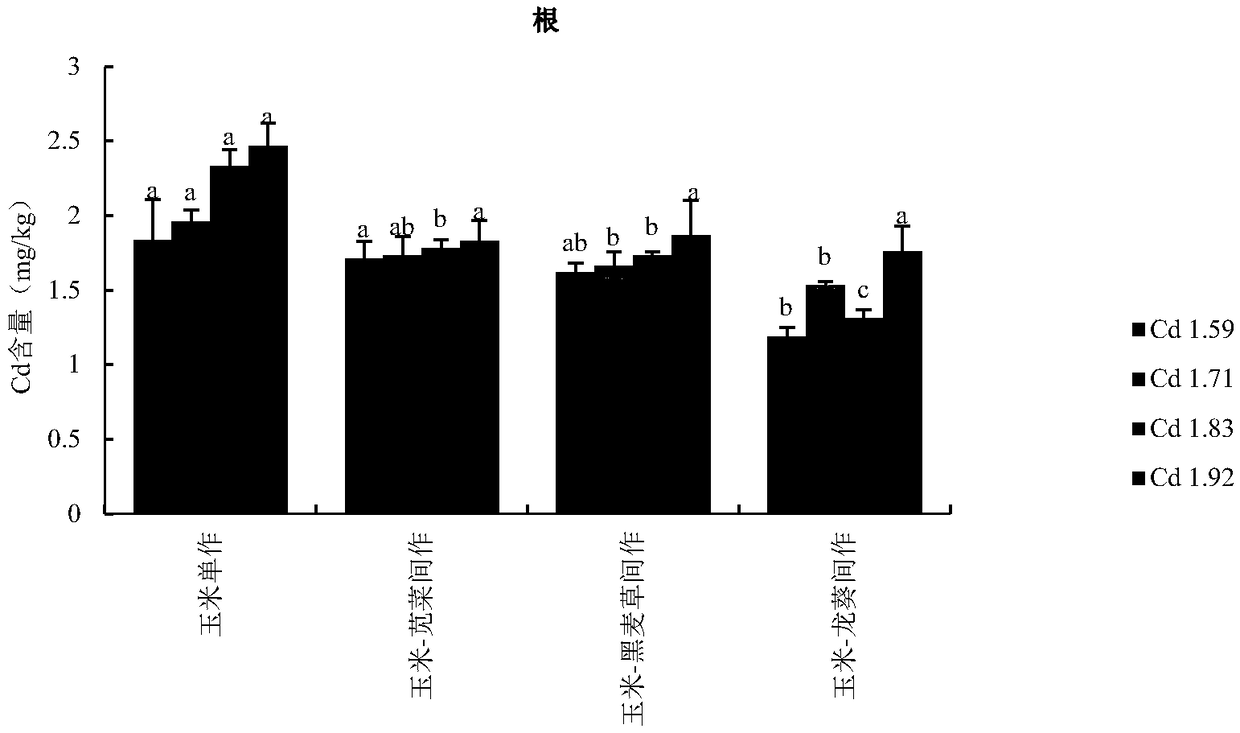 Method for improving quality of corn planted on Cd (cadmium)-polluted soil