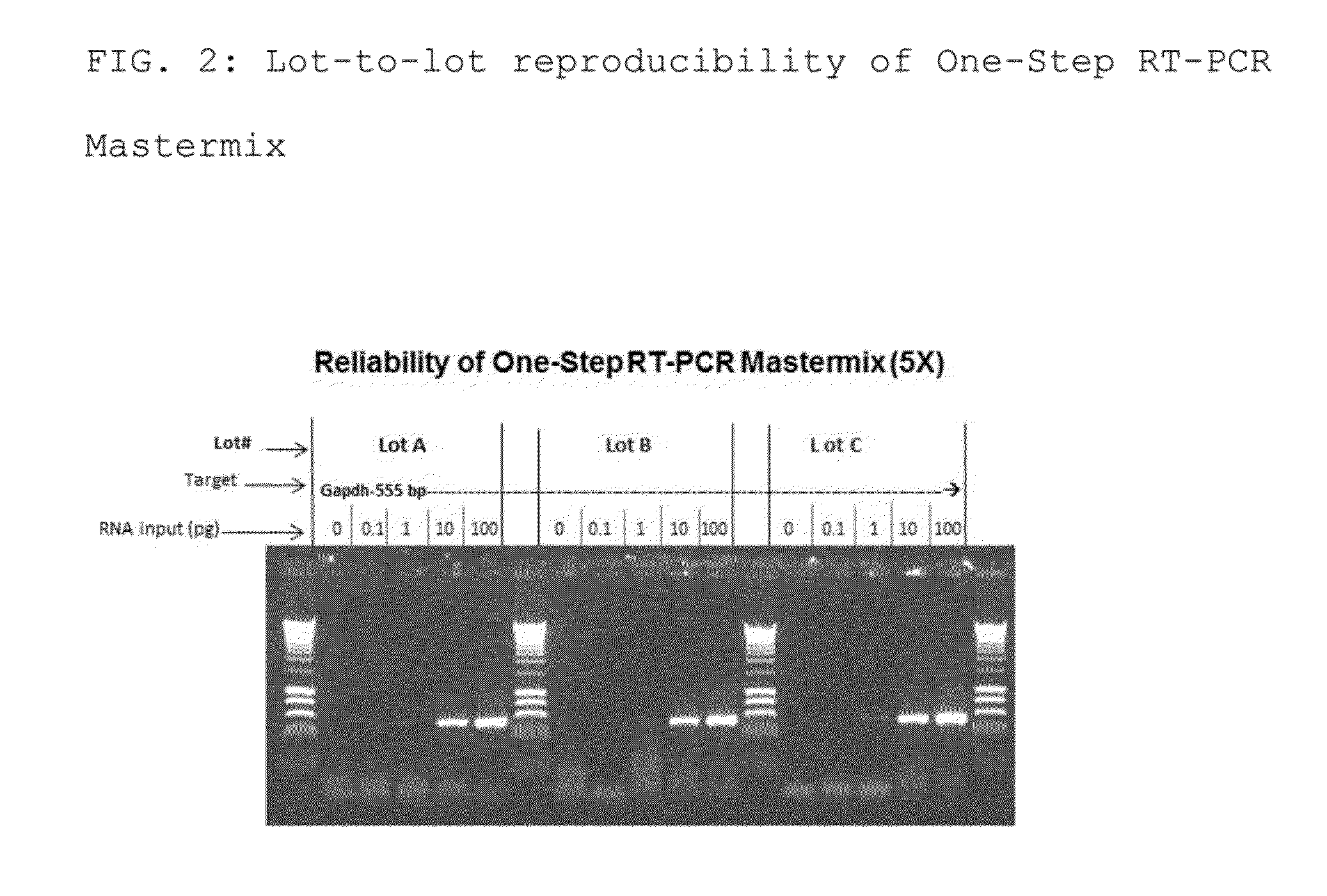 Compositions and Methods for RT-PCR