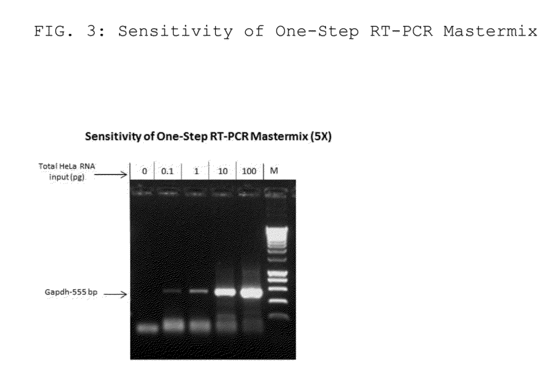 Compositions and Methods for RT-PCR