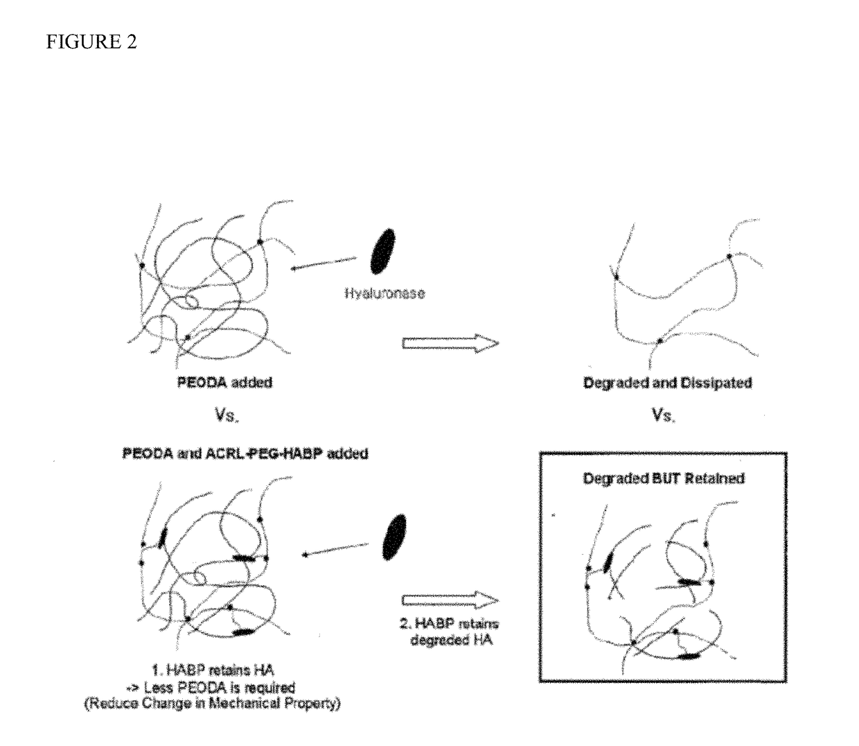 Biomaterials comprising hyaluronic acid binding peptides and bifunctional biopolymer molecules for hyaluronic acid retention and tissue engineering applications