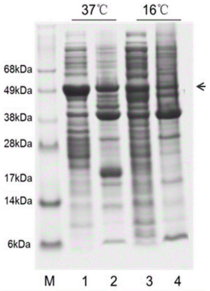 Expression vector and preparation method of HNTX (Hainantoxin)-IV analogue rHNIV-01