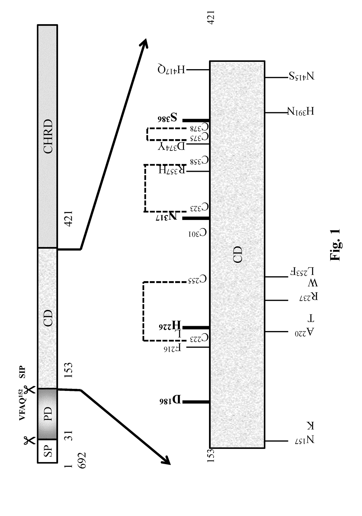 Peptides derived from human pcsk9 catalytic domain and uses thereof for promoting ldl-r activity