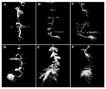 A kind of culture method of Rhodiola rosea aseptic seedling with well-developed root system