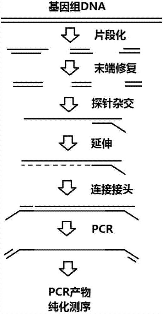 Method and kit for rapidly constructing target nucleic acidsequencing library on basis of probe capture and enrichment