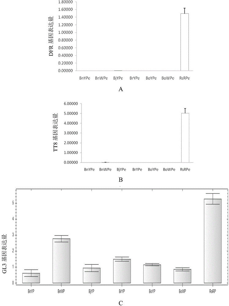 Application of LCYB (lycopene-beta-cyclase) and LCYE (lycopene-epsilon-cyclase) expression interference and EGL3 excessive expression in preparation of brassica plants with red petals