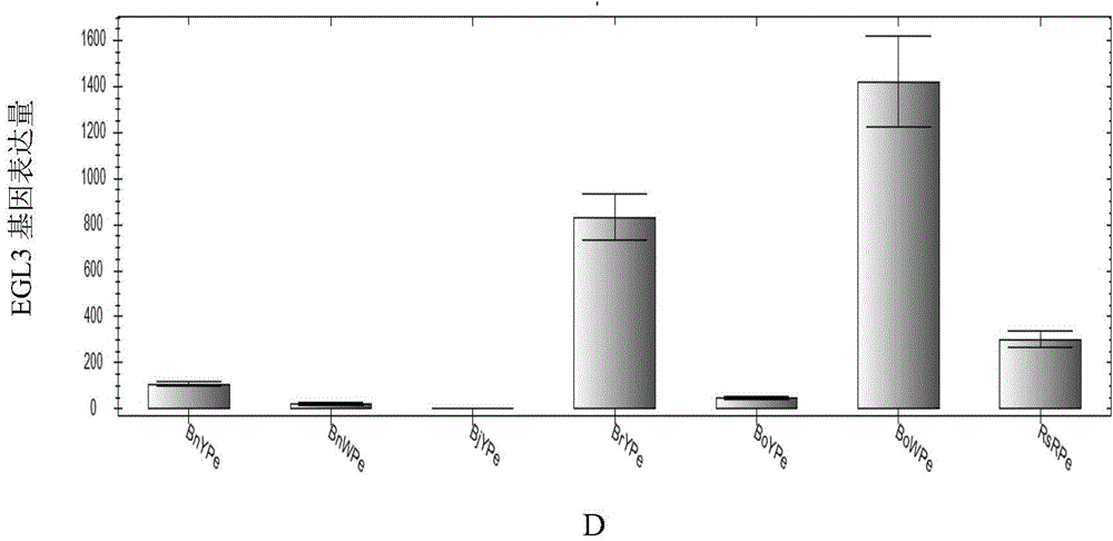 Application of LCYB (lycopene-beta-cyclase) and LCYE (lycopene-epsilon-cyclase) expression interference and EGL3 excessive expression in preparation of brassica plants with red petals