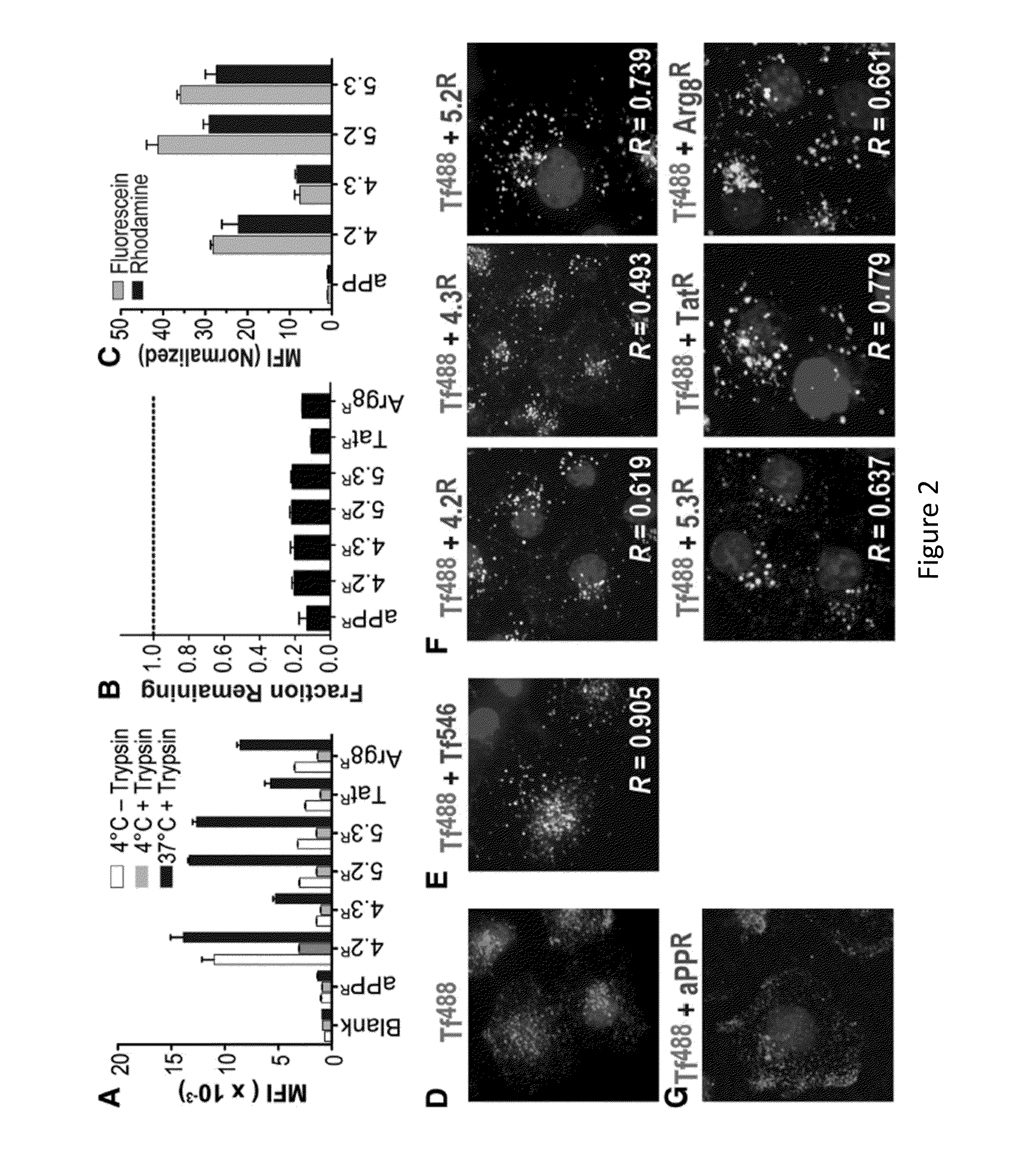 Modified Proteins and Methods of Use Thereof