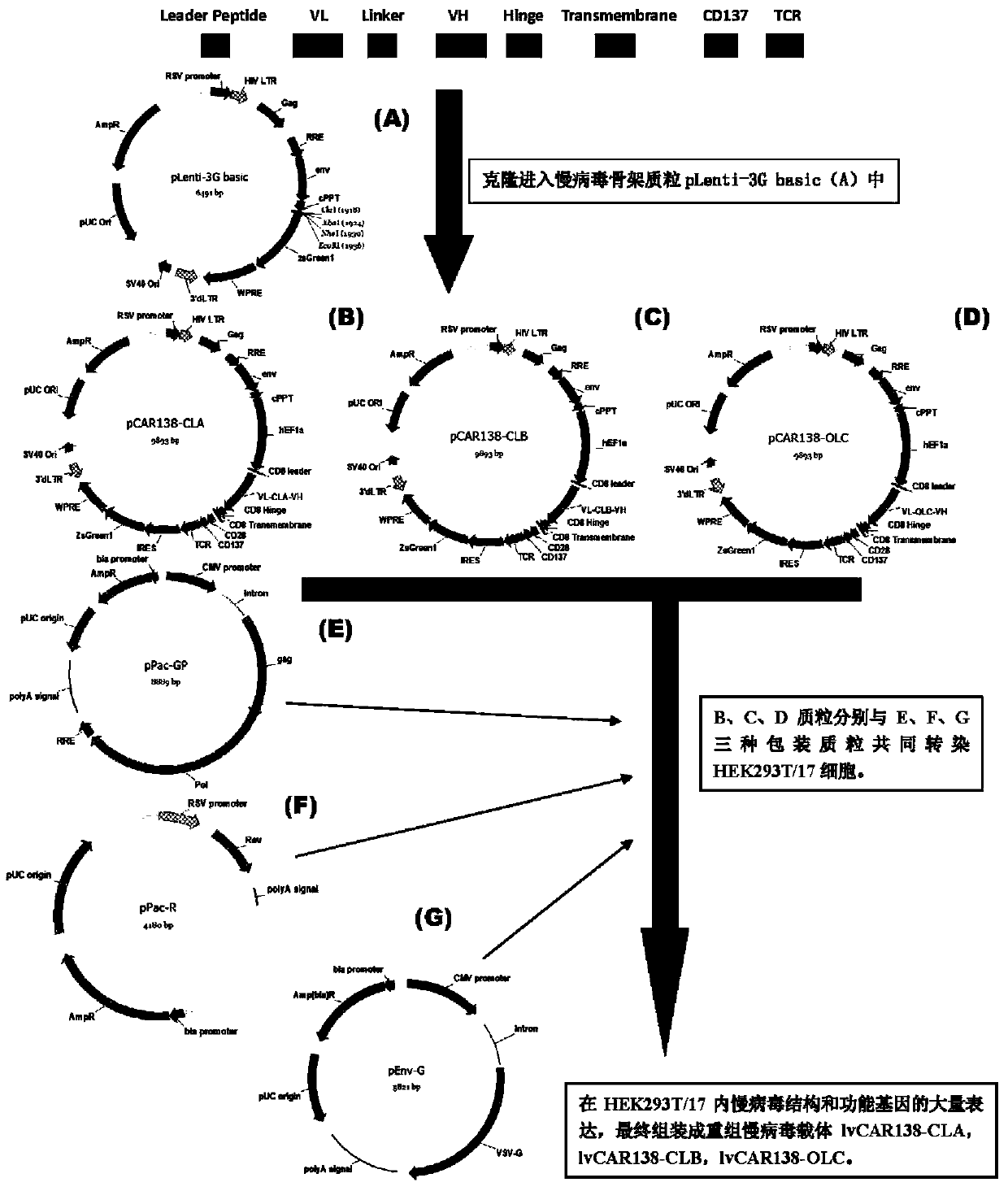 Anti-cd138 chimeric antigen receptor, coding gene, recombinant expression vector and its construction method and application